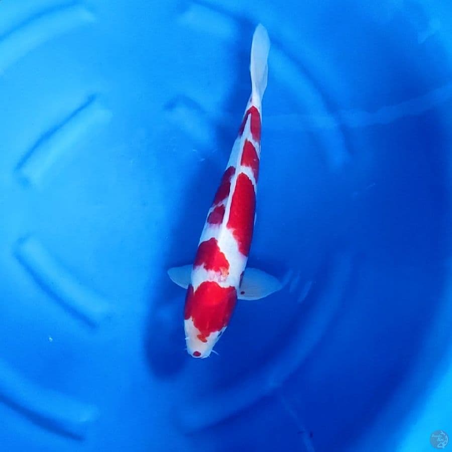 45BU / 44CM # KOHAKU - M