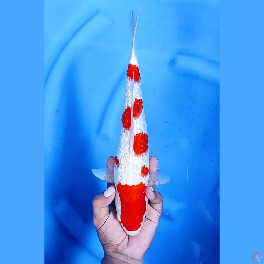 33CM # KOHAKU GINRIN - F