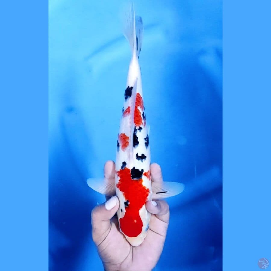 31CM # SANKE TSUBOSUMI - M