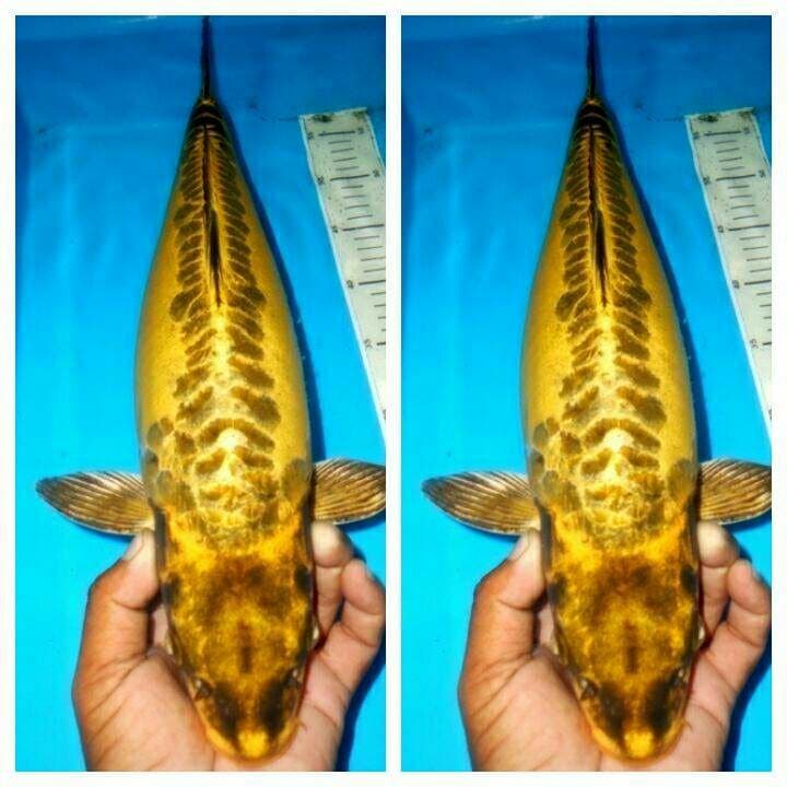 Doitshu mukasi bakat jumbo