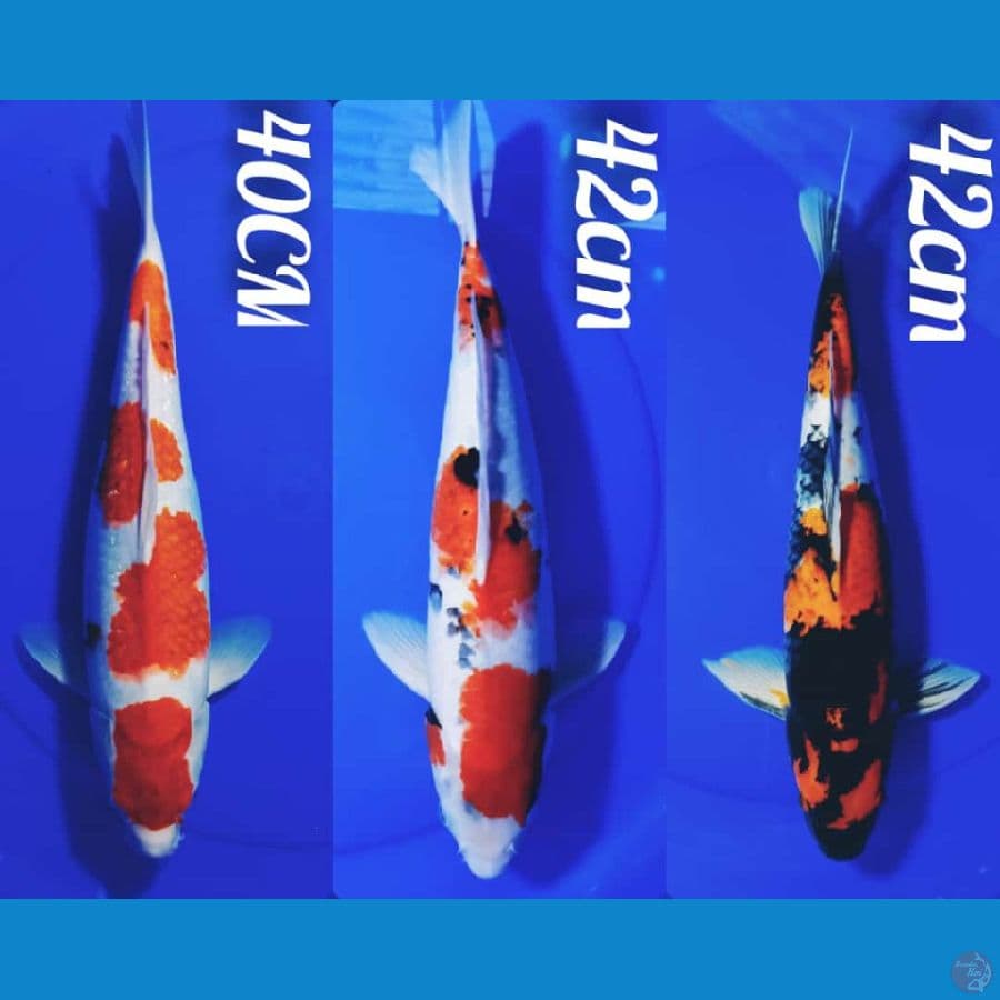 SHOWA KOHAKU