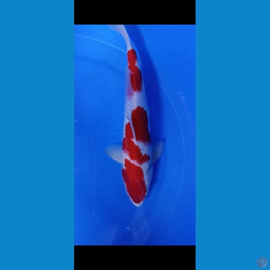 KOHAKU