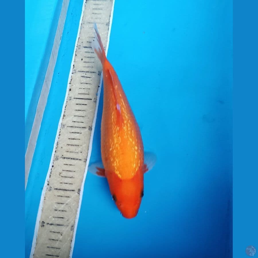 karashi ginrin jitaii 30an cm