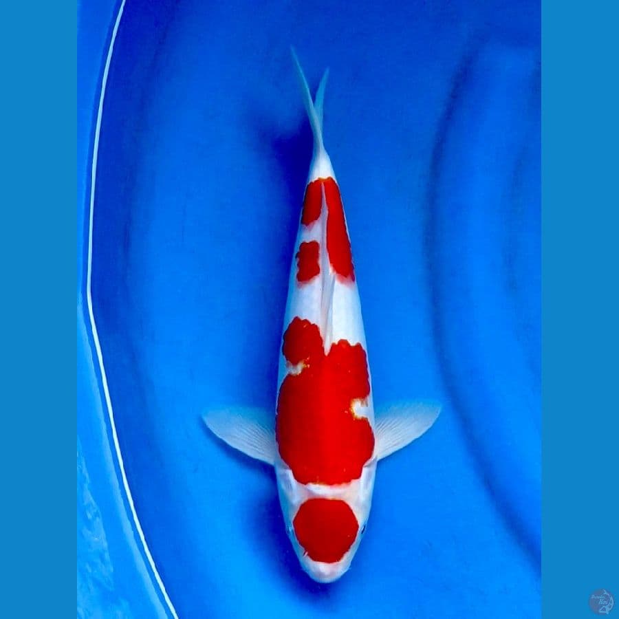 kohaku 30cm , male kohaku
