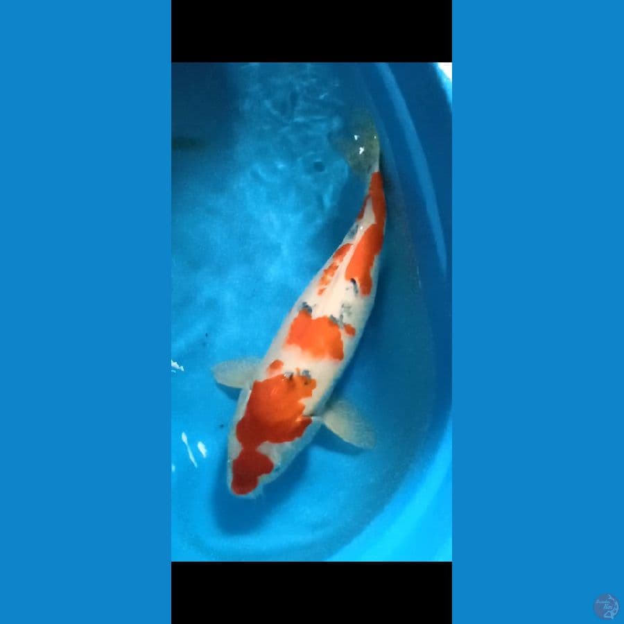 F1 sanke jumbo 50cm