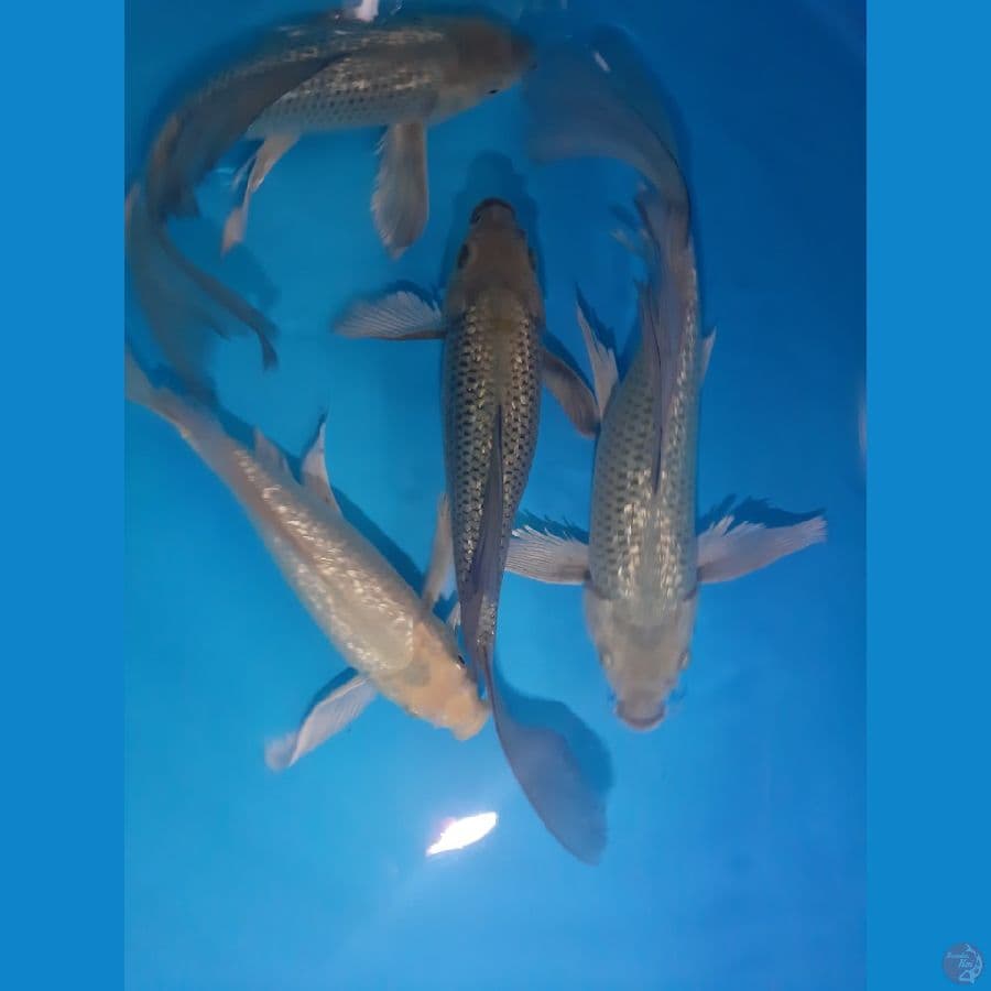 Long Fin ginrin 4ekor