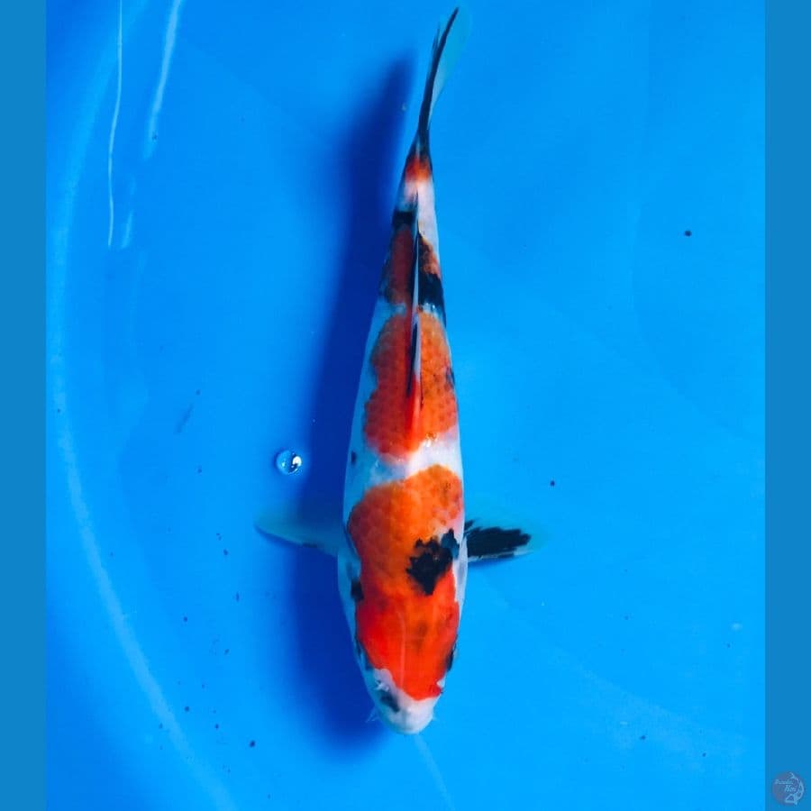 showa male 22cm