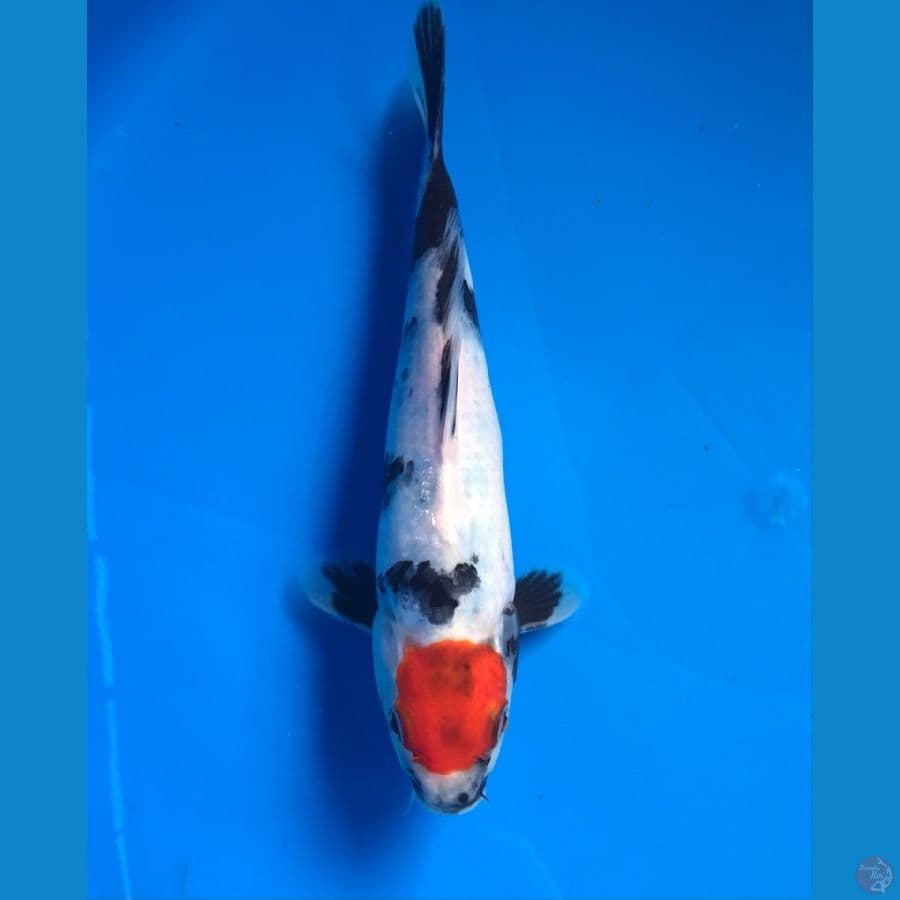tancho showa male 24cm