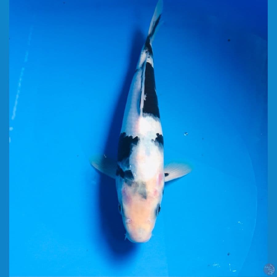 shiro 24cm