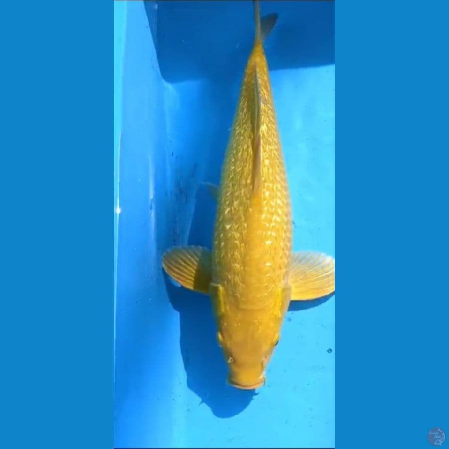 karasi ginrin male body female munuk