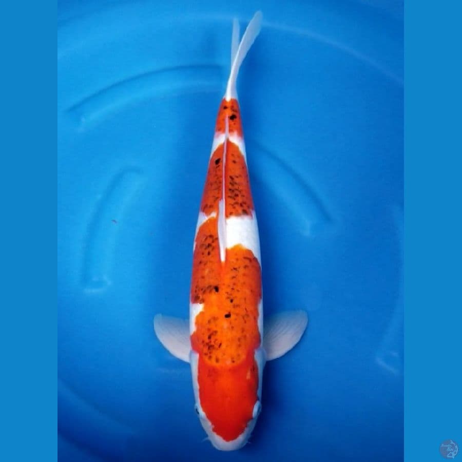 AIGOROMO 50 CM MALE