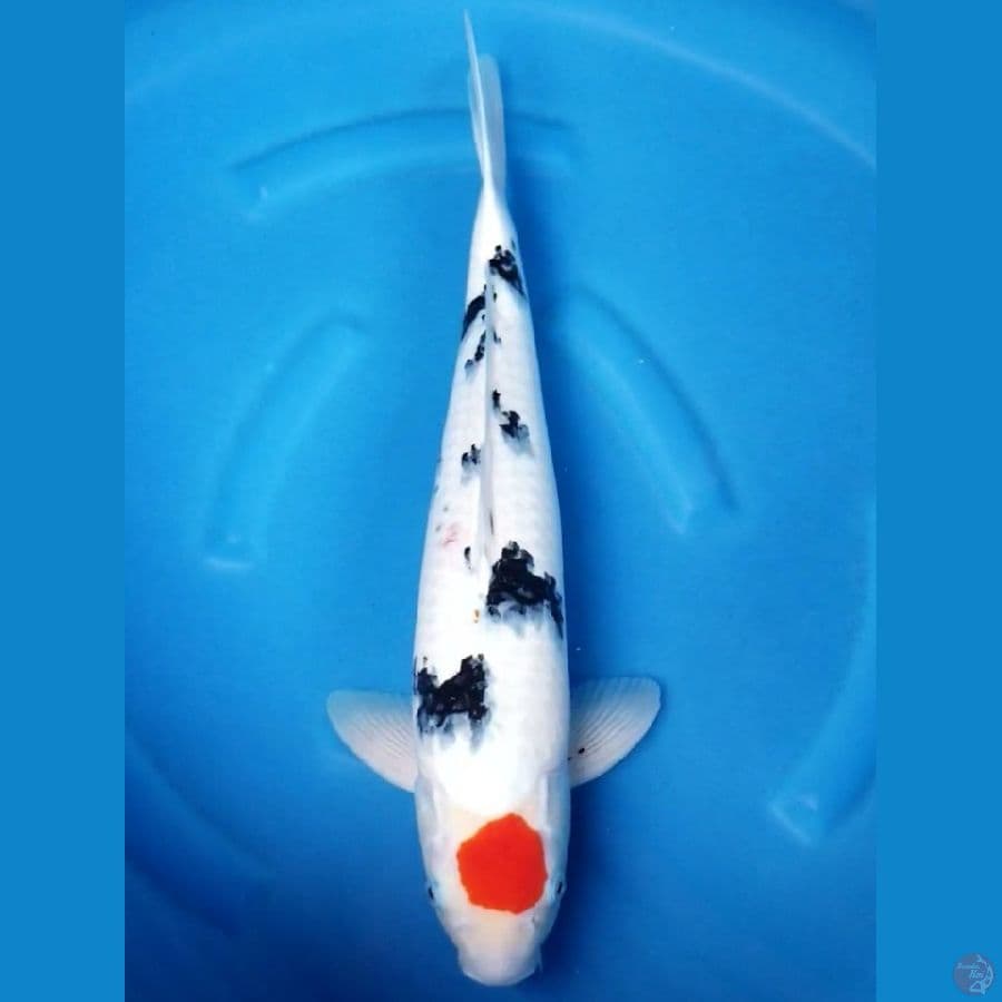 TANCHO SANKE 53 CM MALE