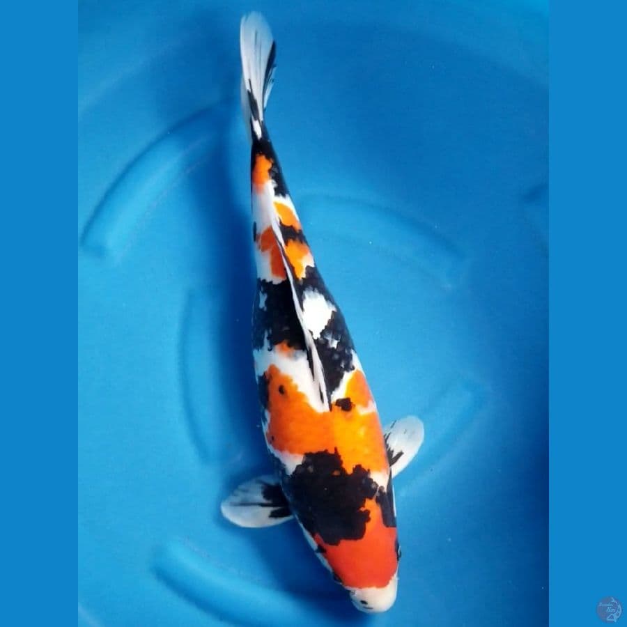 SHOWA 50 CM F