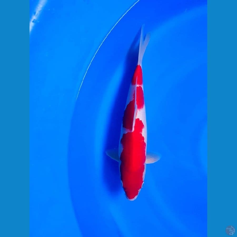 Kuhaku inaszuma 33cm male original strong