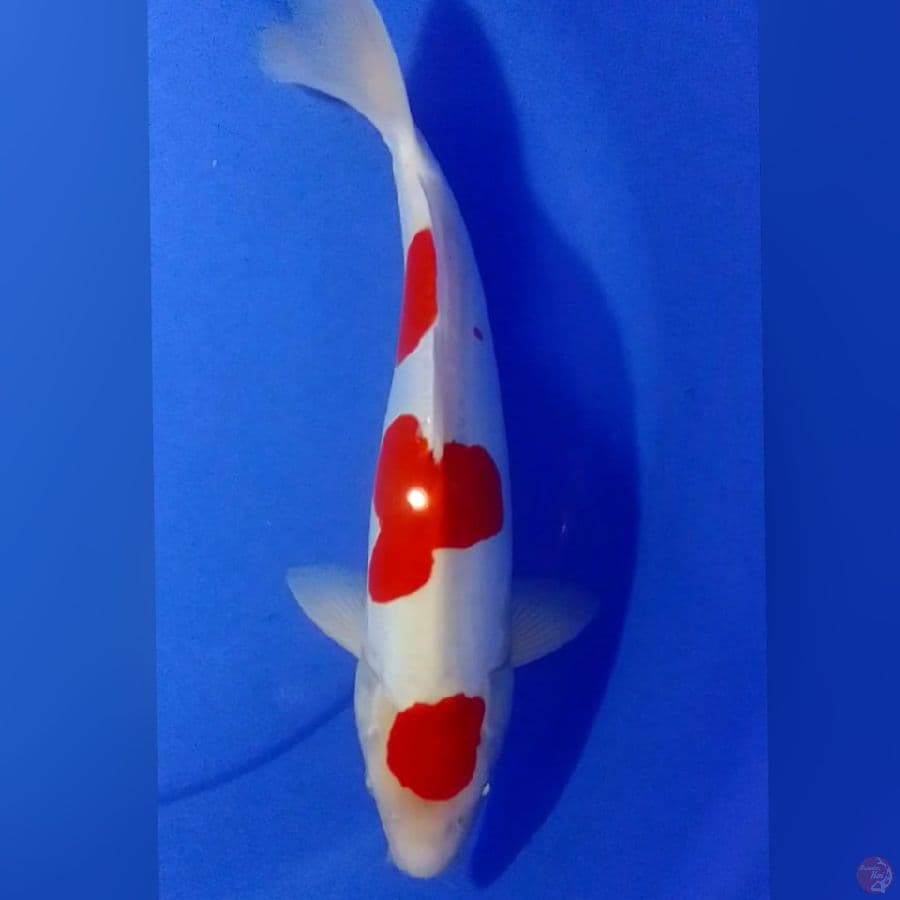 MARUTEN KOHAKU DOID M40