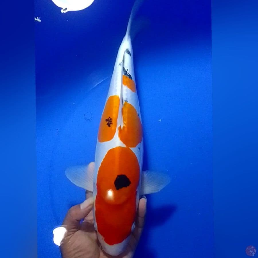 SANKE DOID 42CM