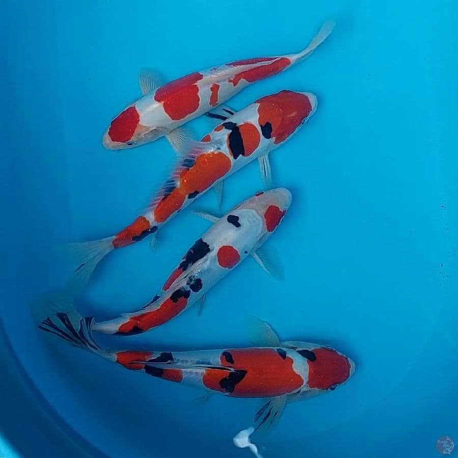 ORIGINAL SANKE KOHAKU DOITSU 26-28 CM