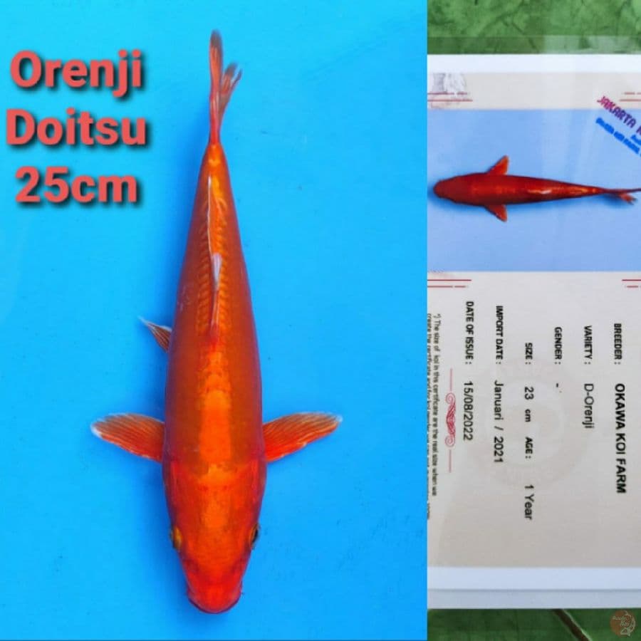 ORENJI DOITSU 25CM SERTI
