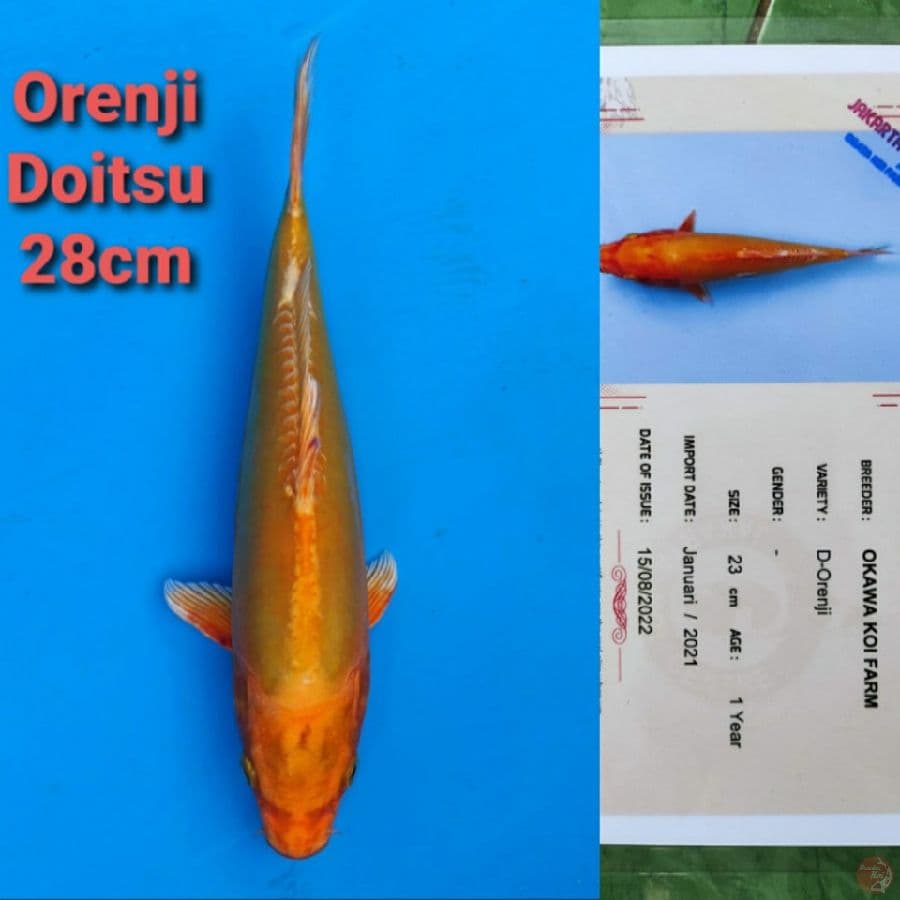 OKAWA ORENJI DOITSU 28CM SERTI