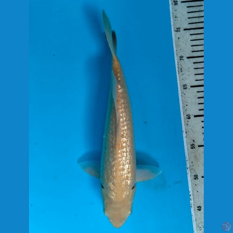 Karashi Ginrin 31CM