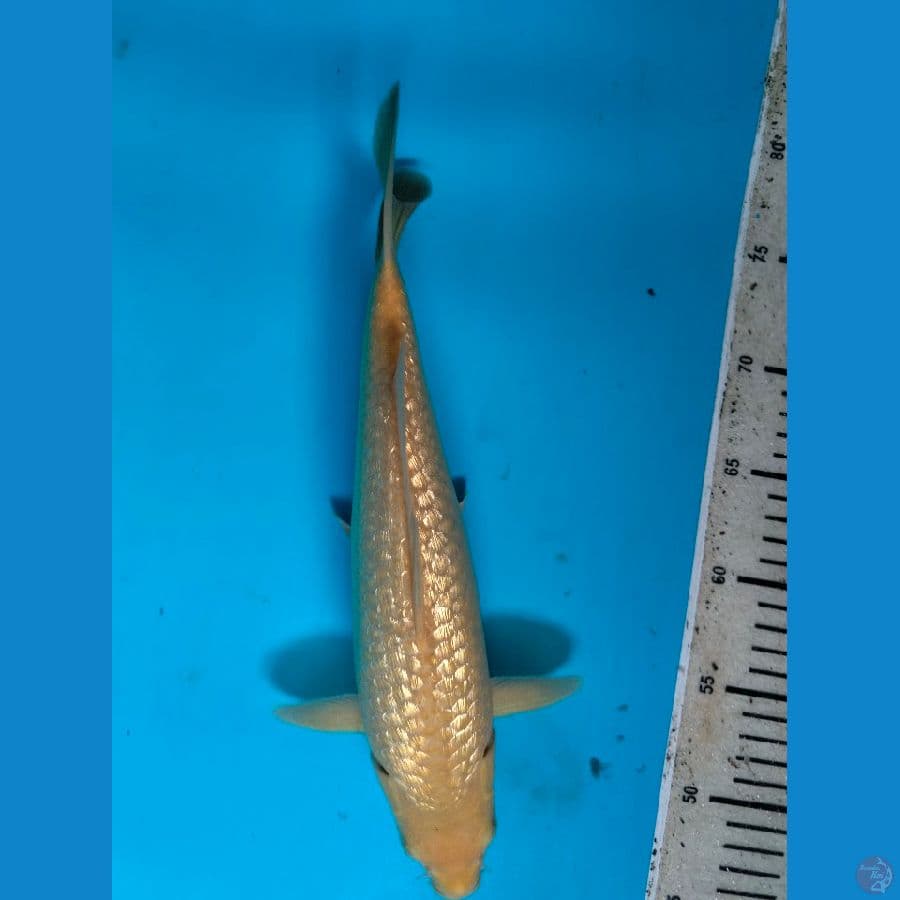 Karashi Ginrin 31CM