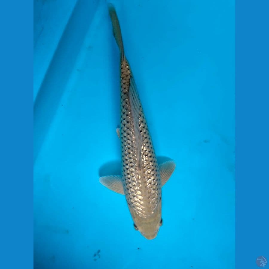 Surogoi Ginrin 31BU