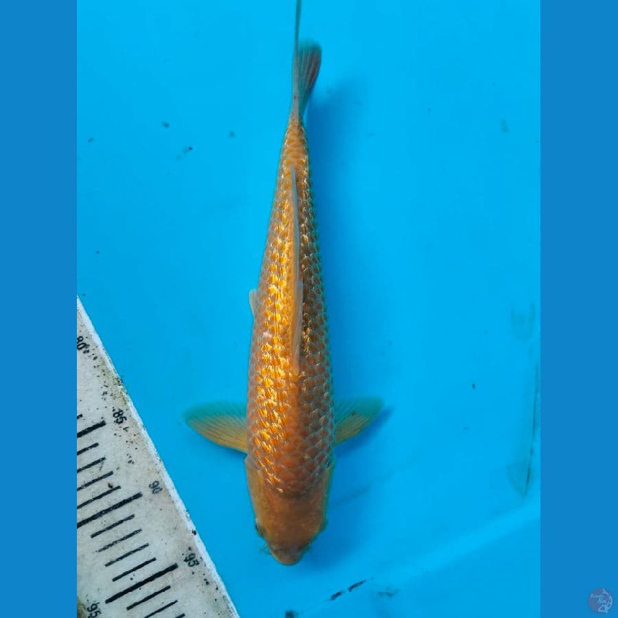 Caramel 31Bu