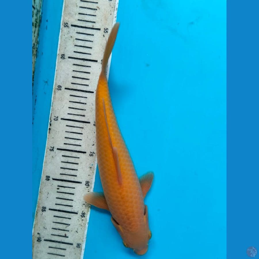Karashi 35CM