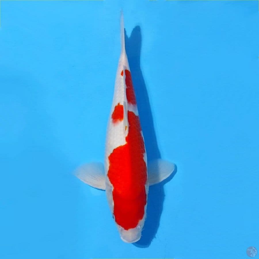 ١. kohaku bakat jumbo tulang besar size 33cm fml