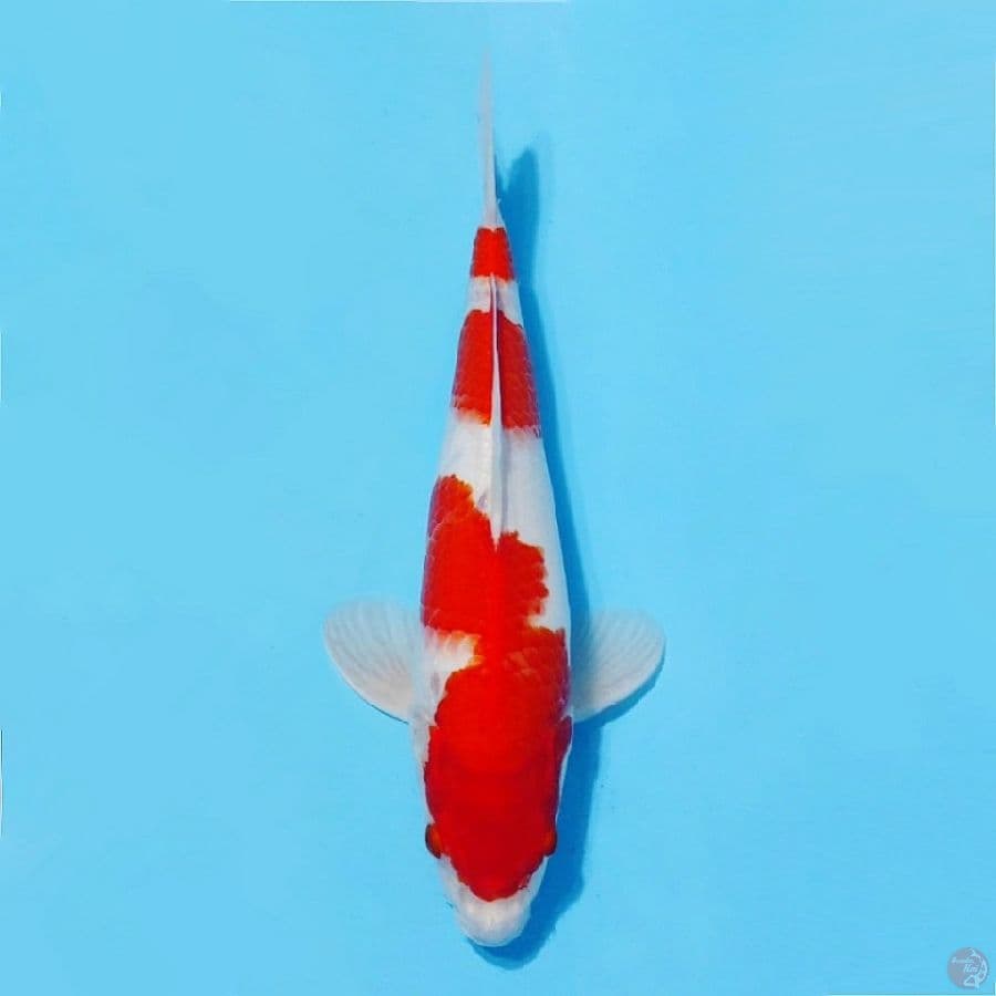 kohaku prospek jumbo size 33cm male