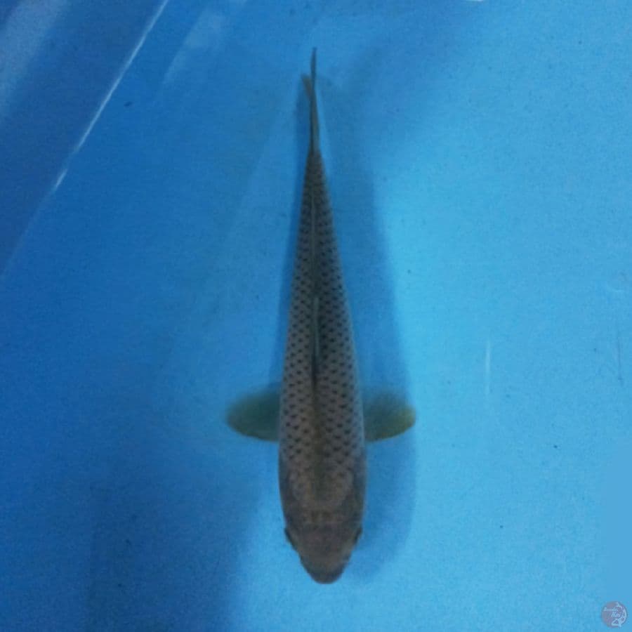 Midori 23 cm