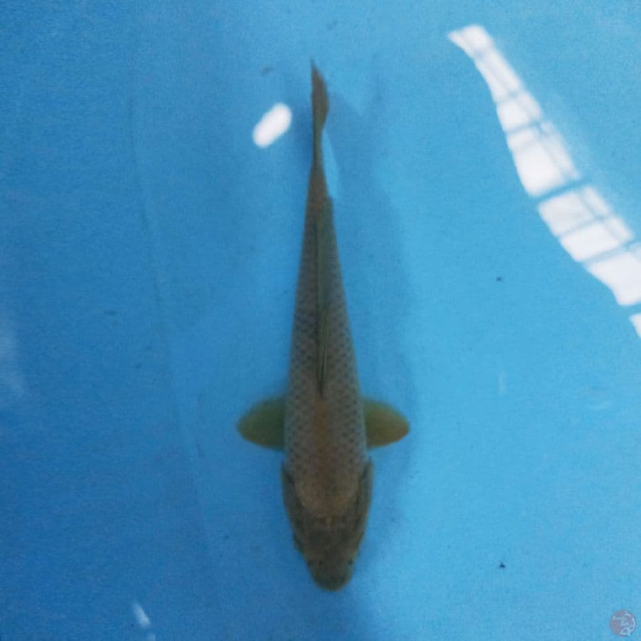 Midori 22 cm