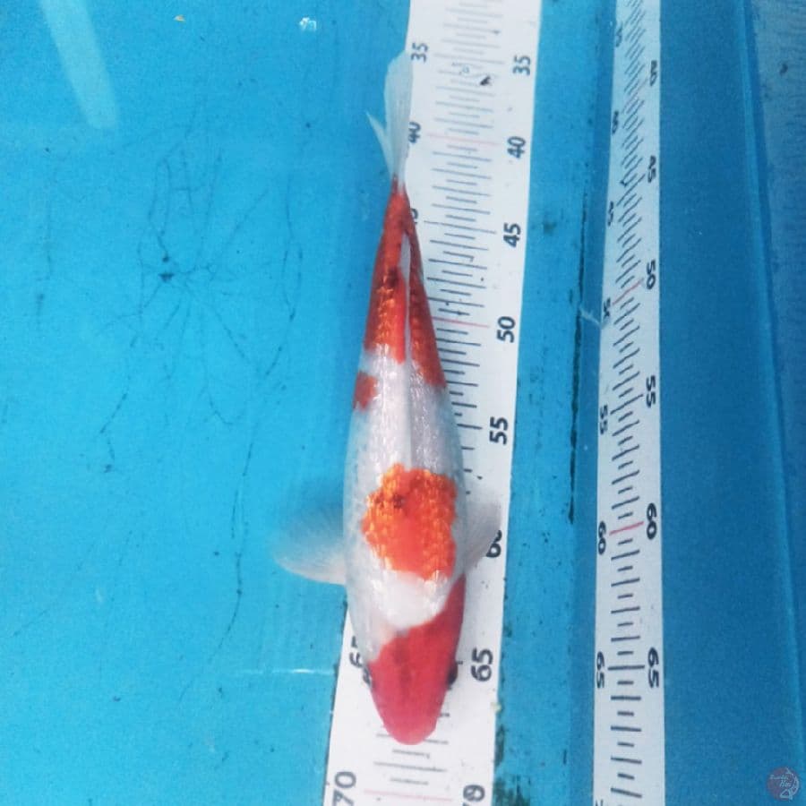 Showa Ginrin 26 cm