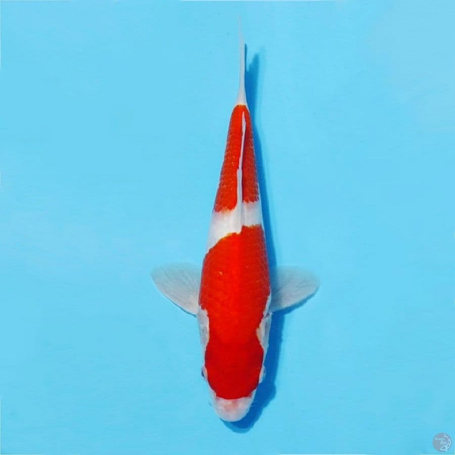 ٣.kohaku nidan prospek jumbo size 28cm fml