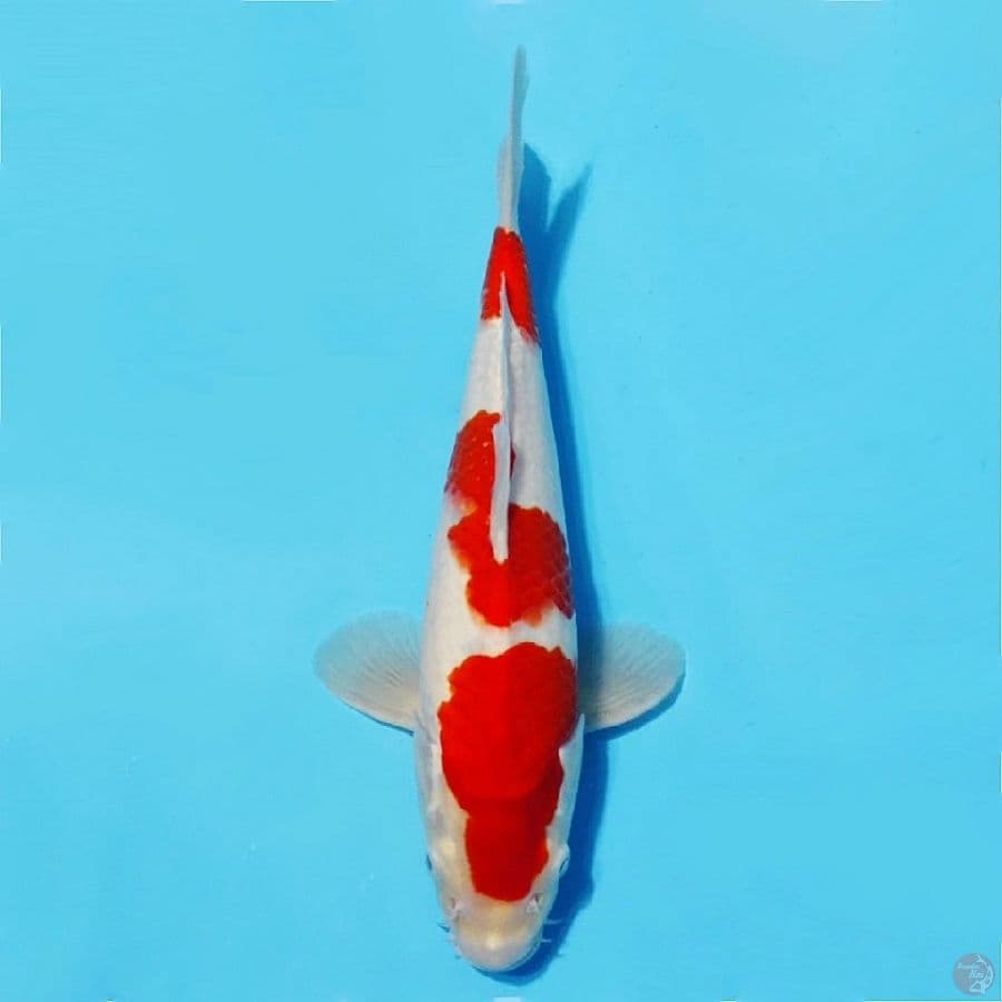 ٦.kohaku original bakat jumbo size 33cm m