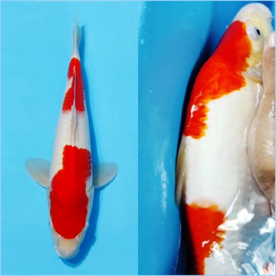 ٧.kohaku berpunuk prospek jumbo size 33cm fml