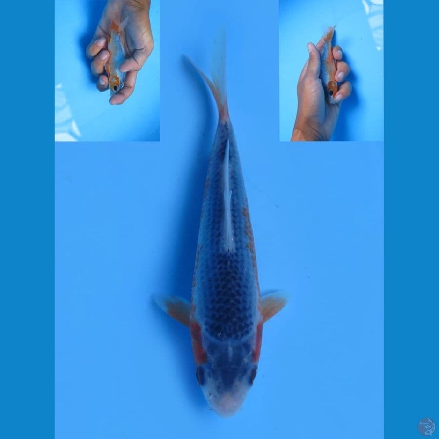 asagi f1 13 cm