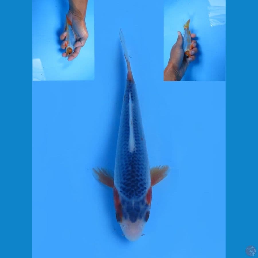 asagi f1 13cm