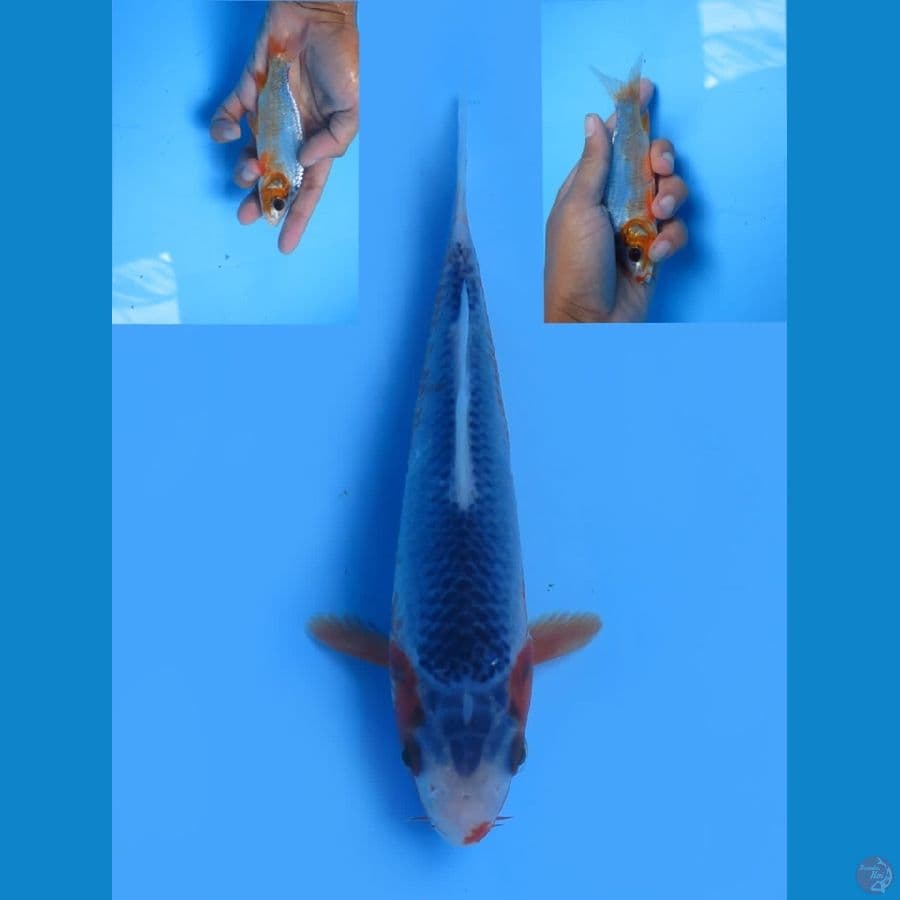 asagi 13cm f1