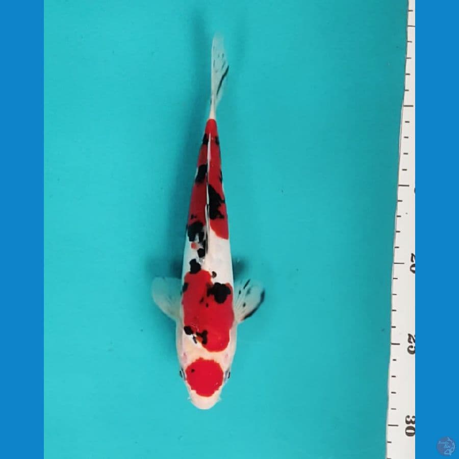 DOITSU ORI 22CM