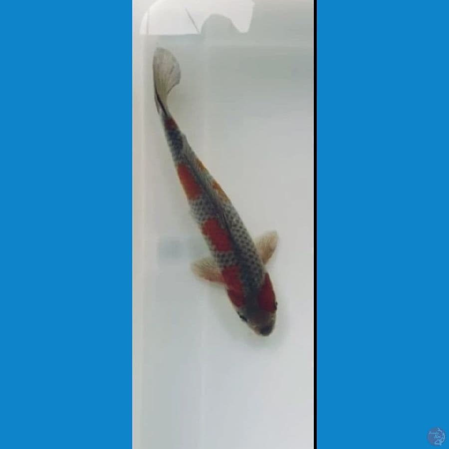 Ochiba 33 cm