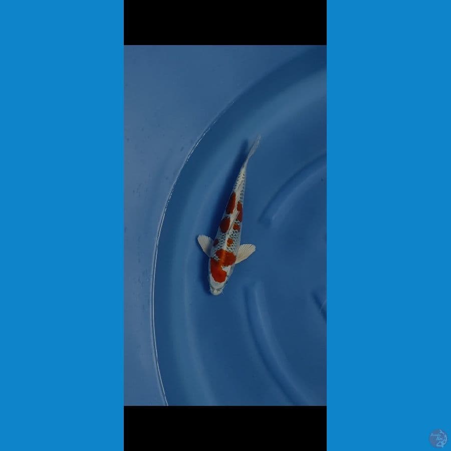 kujaku redy show 35 cm