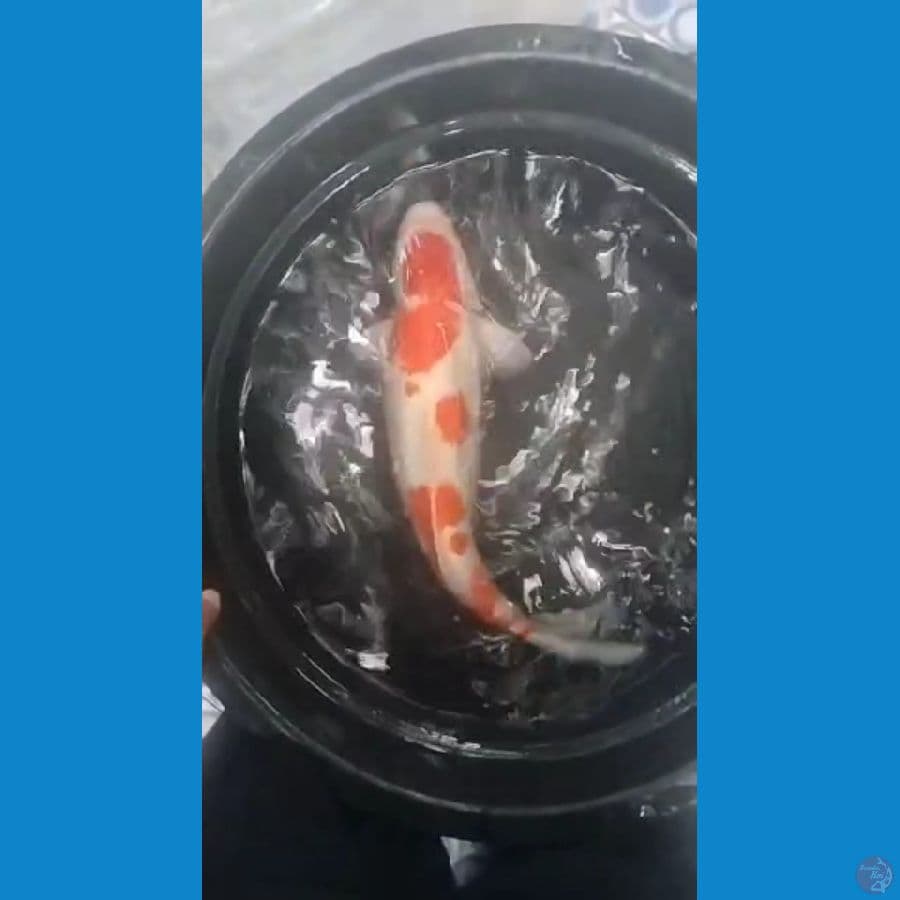 kohaku 51 cm f