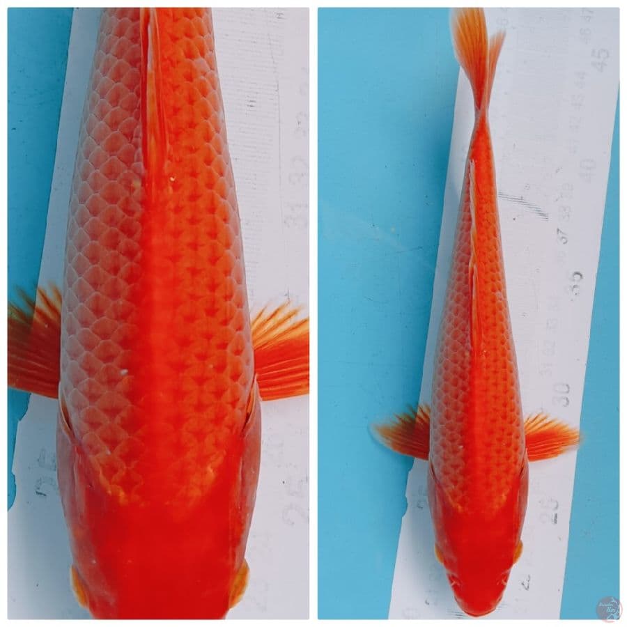 red karasi 23 cm