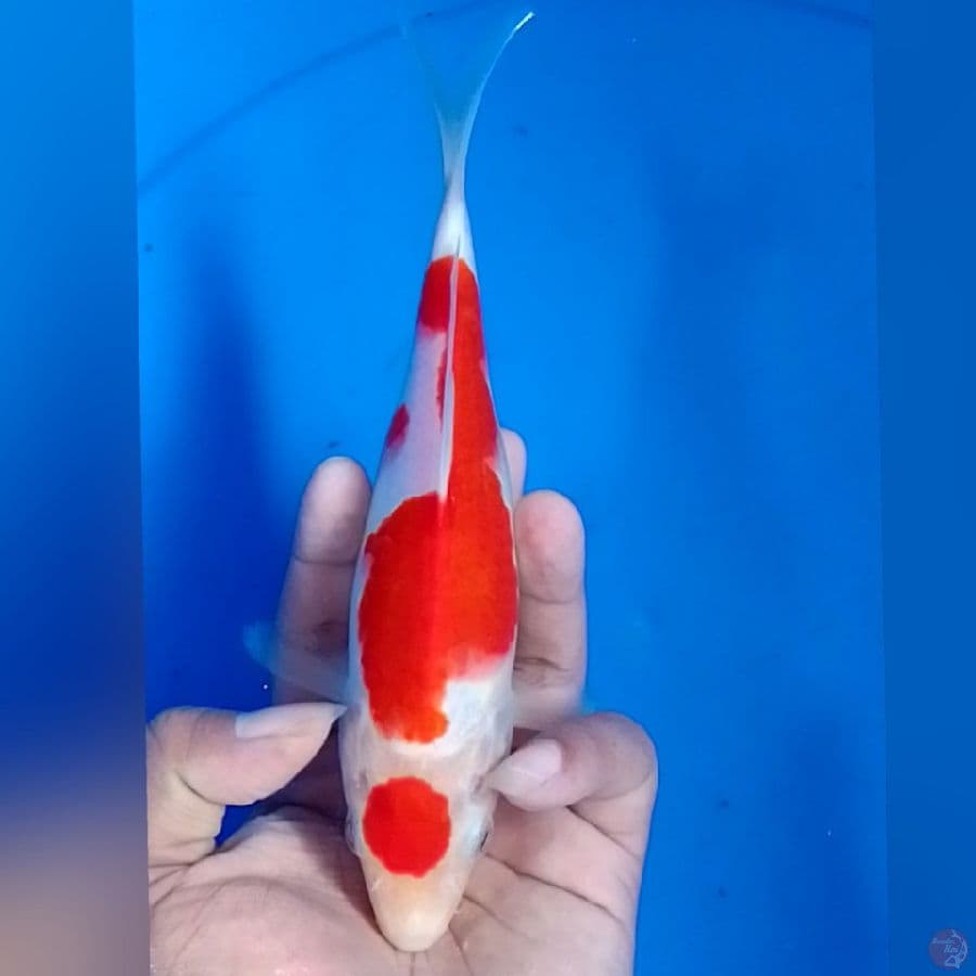 maruten KOHAKU 21cm
