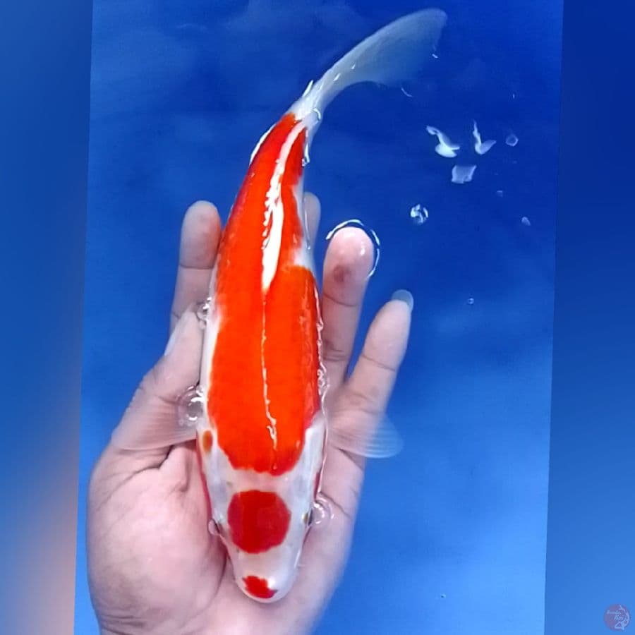 KOHAKU 24CM