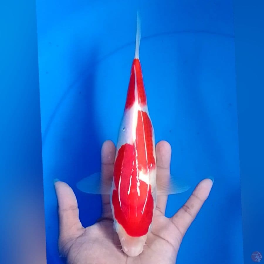 KOHAKU 26CM