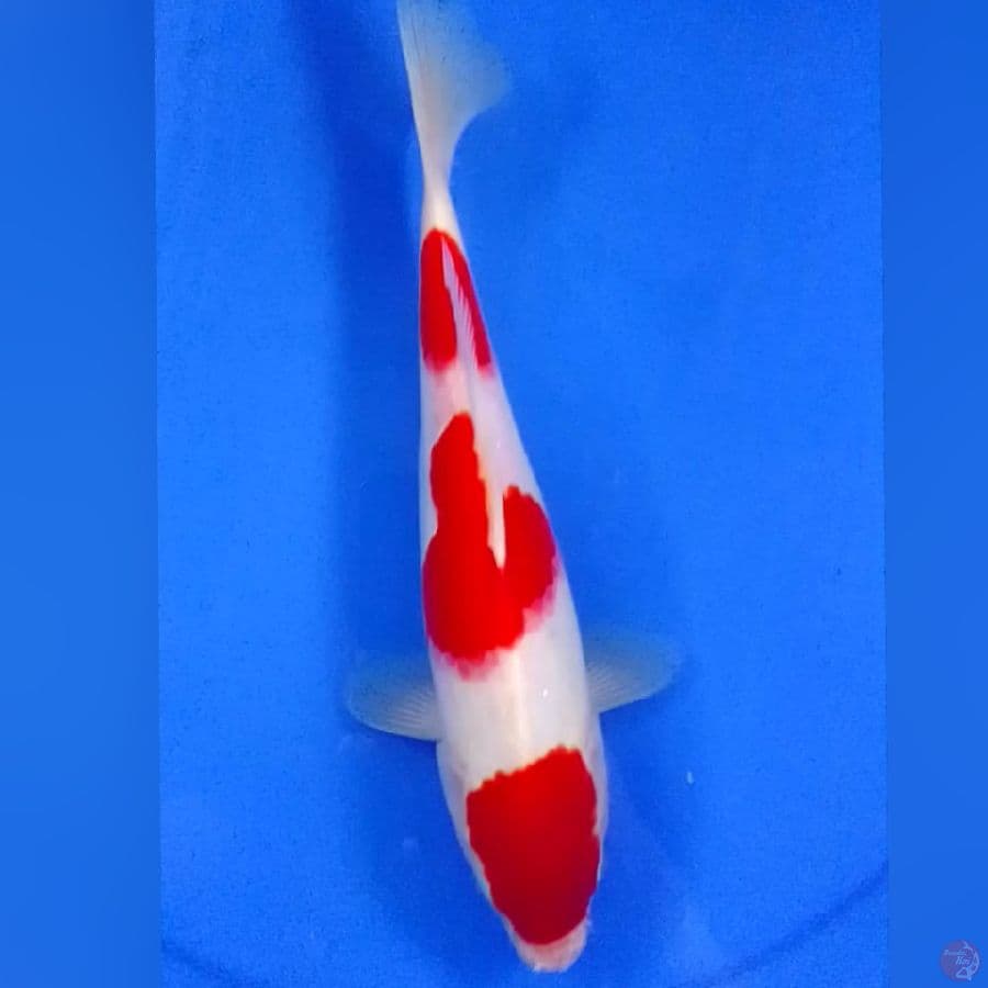 KOHAKU 3STEP 29CM