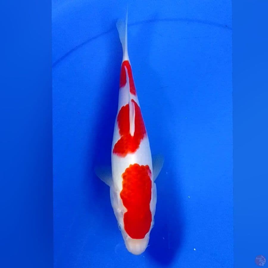 KOHAKU 28CM