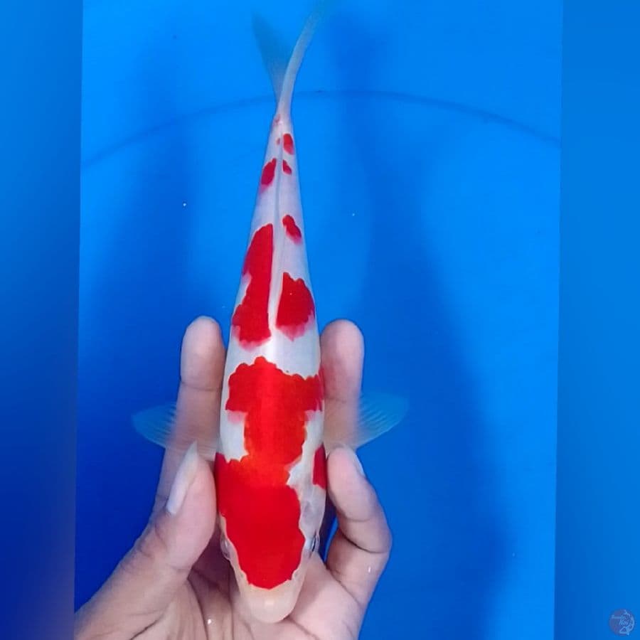 KOHAKU M23